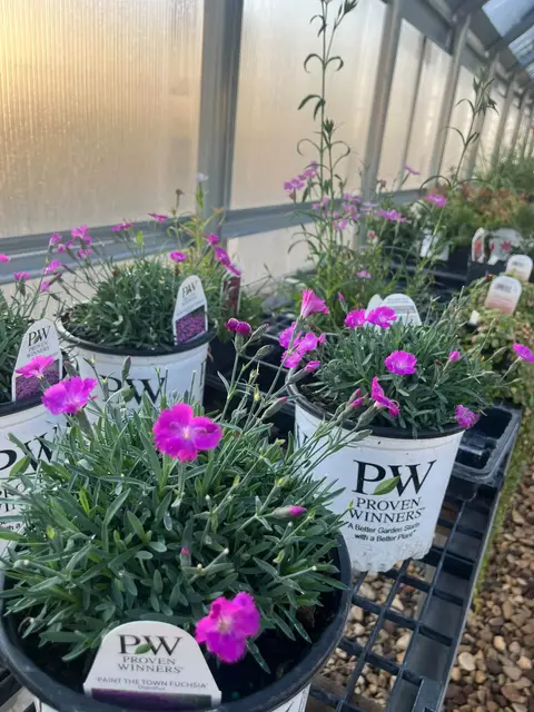 Pink dianthus in Proven Winners pots
