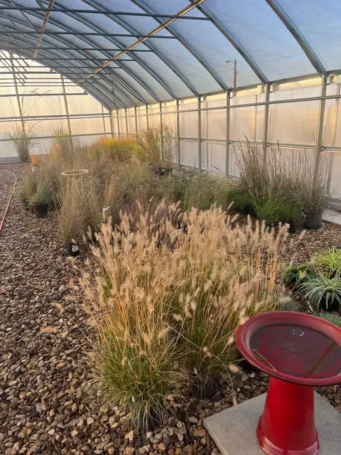 Ornamental grasses planted in a gravel bed inside the greenhouse