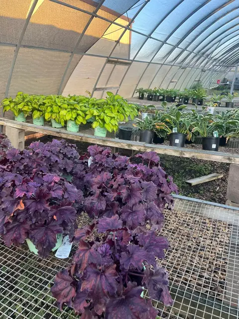 Purple coral bells and hostas on greenhouse benches