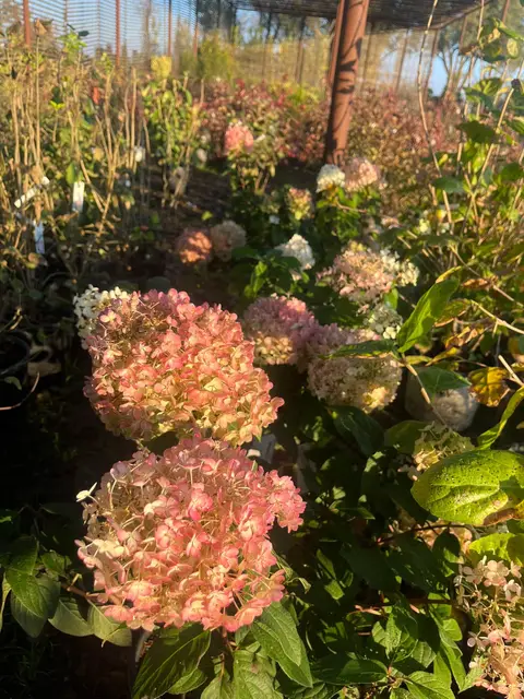 Pink hydrangea blooms