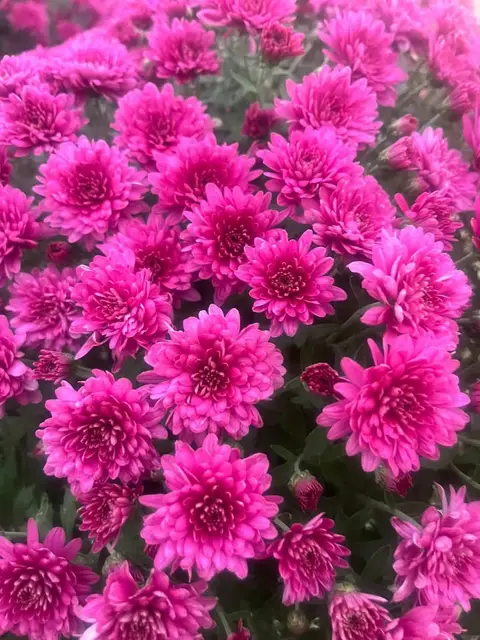 A mass of hot pink garden mums