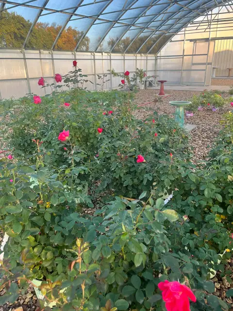 Red shrub roses blooming in the greenhouse