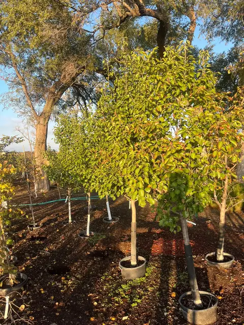 Potted shade trees lined up in the nursery yard
